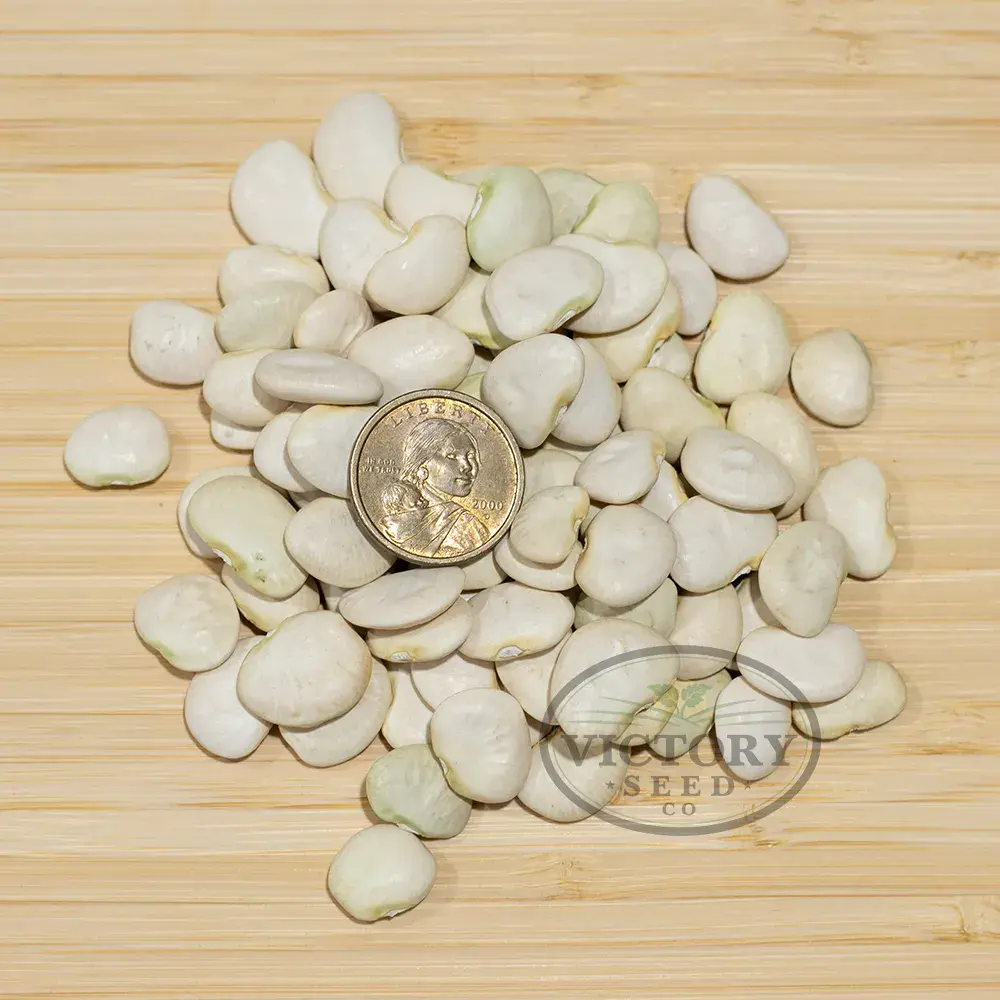 Burpee Improved Bush Lima Bean