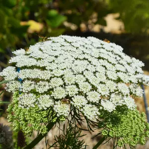 Ammi 'Green Mist'