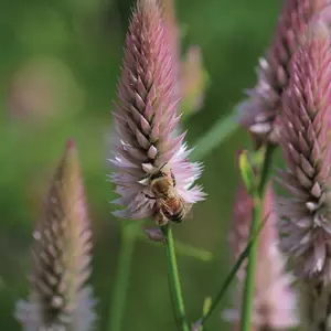Celosia 'Flamingo Feather'