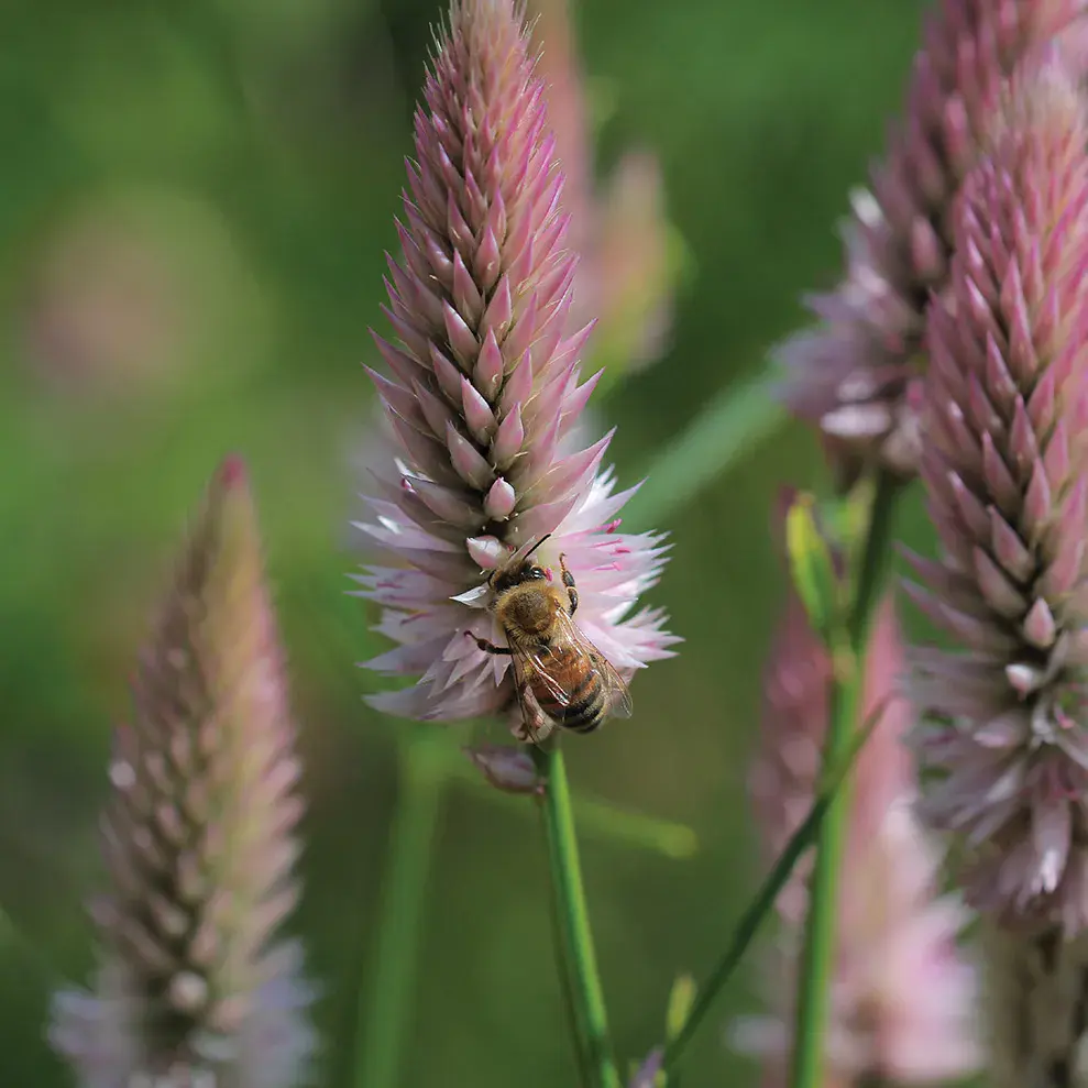 Celosia 'Flamingo Feather'