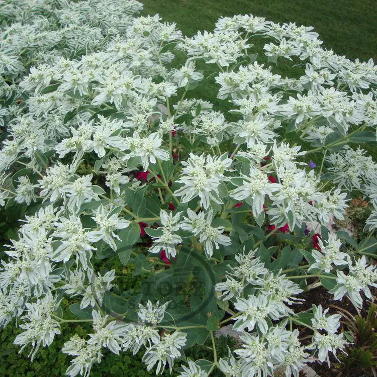 Euphorbia (Snow-on-the-Mountain)