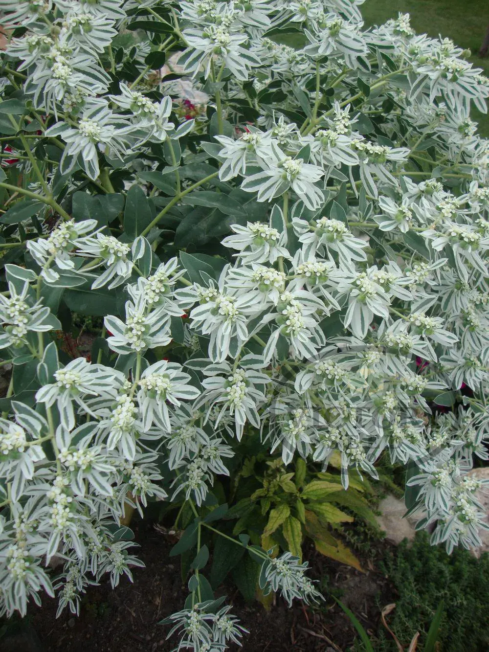 Euphorbia (Snow-on-the-Mountain)