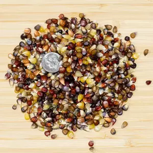 Miniature Colored Popcorn