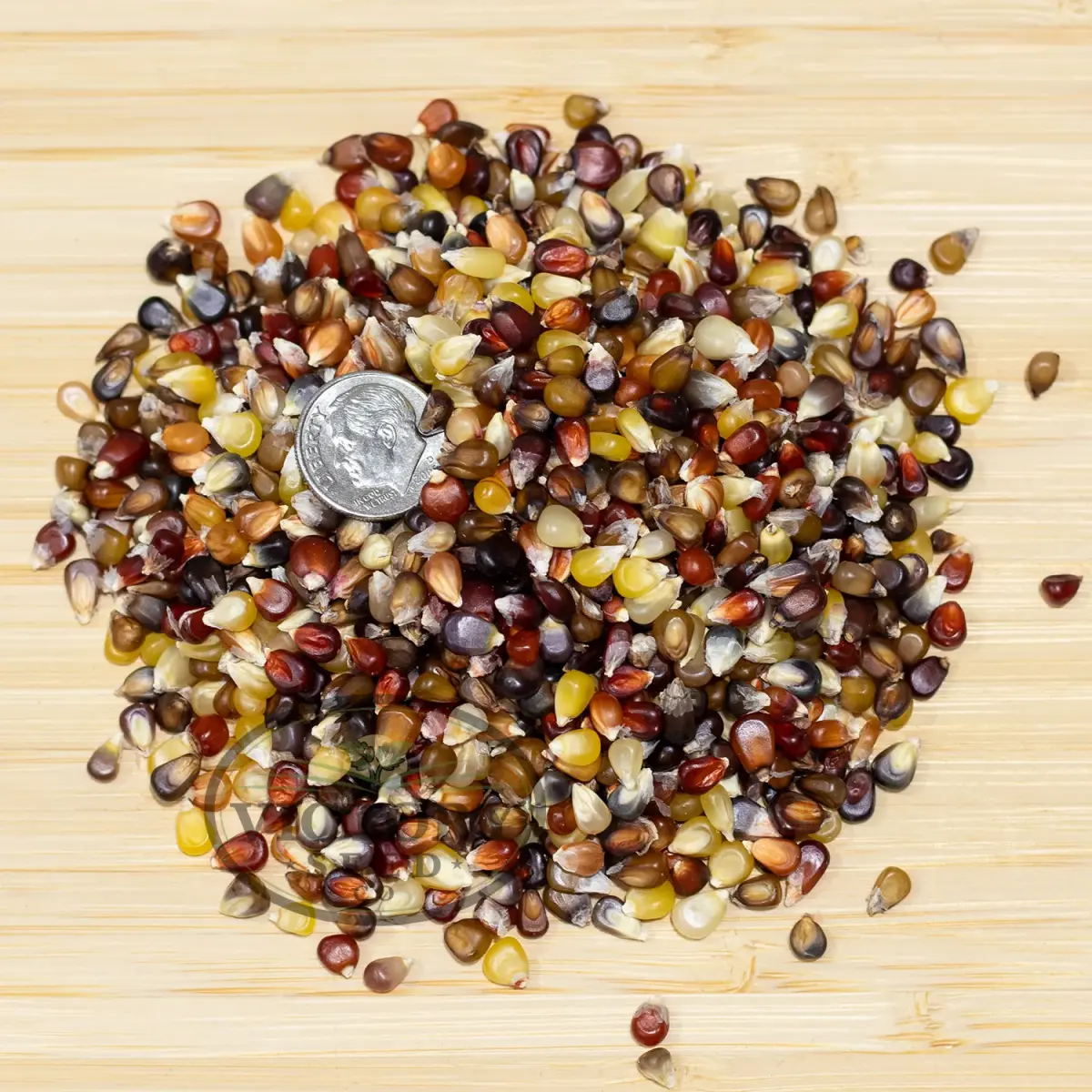 Miniature Colored Popcorn