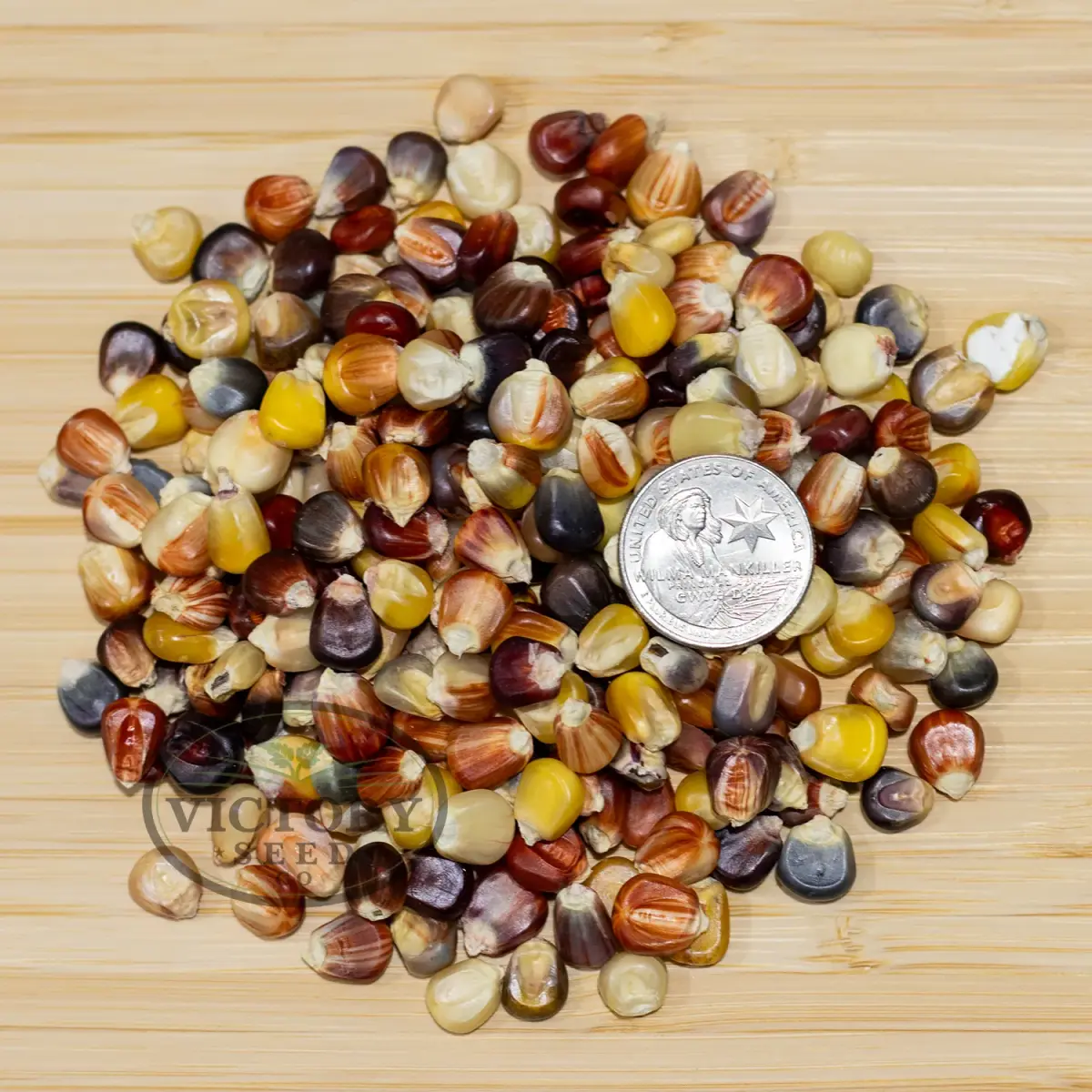 Indian Ornamental (aka Rainbow) Flour Corn
