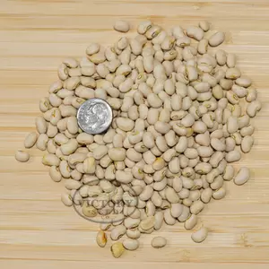 Cream 8 Southern Pea