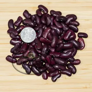 Large Purple Kidney (Norberg / Wanda) Bush Dry Garden Bean