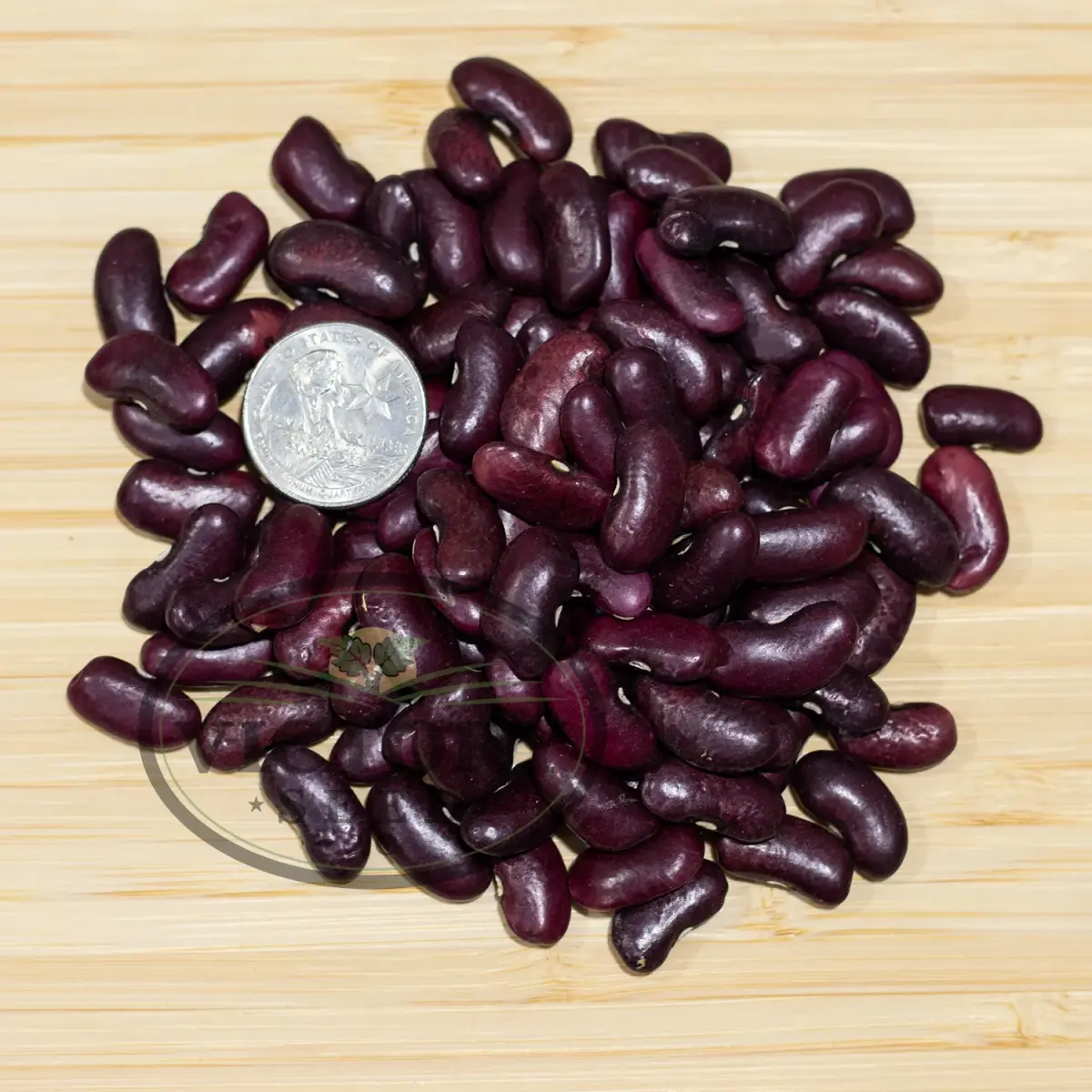 Large Purple Kidney (Norberg / Wanda) Bush Dry Garden Bean