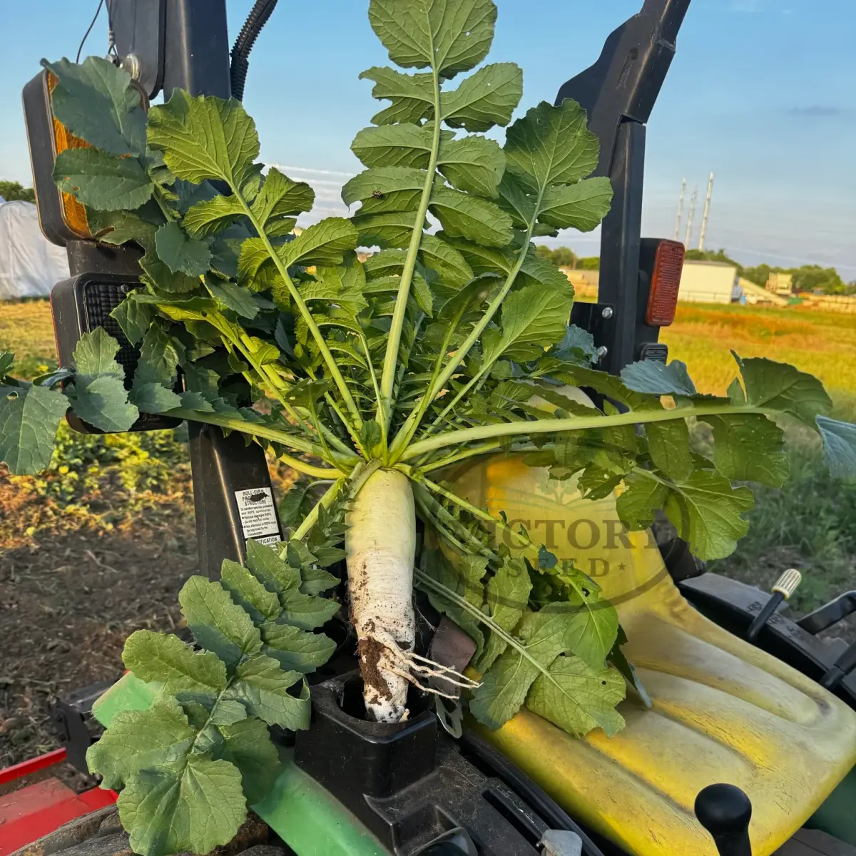 Daikon Radish