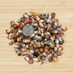 Earth Tones Dent Corn