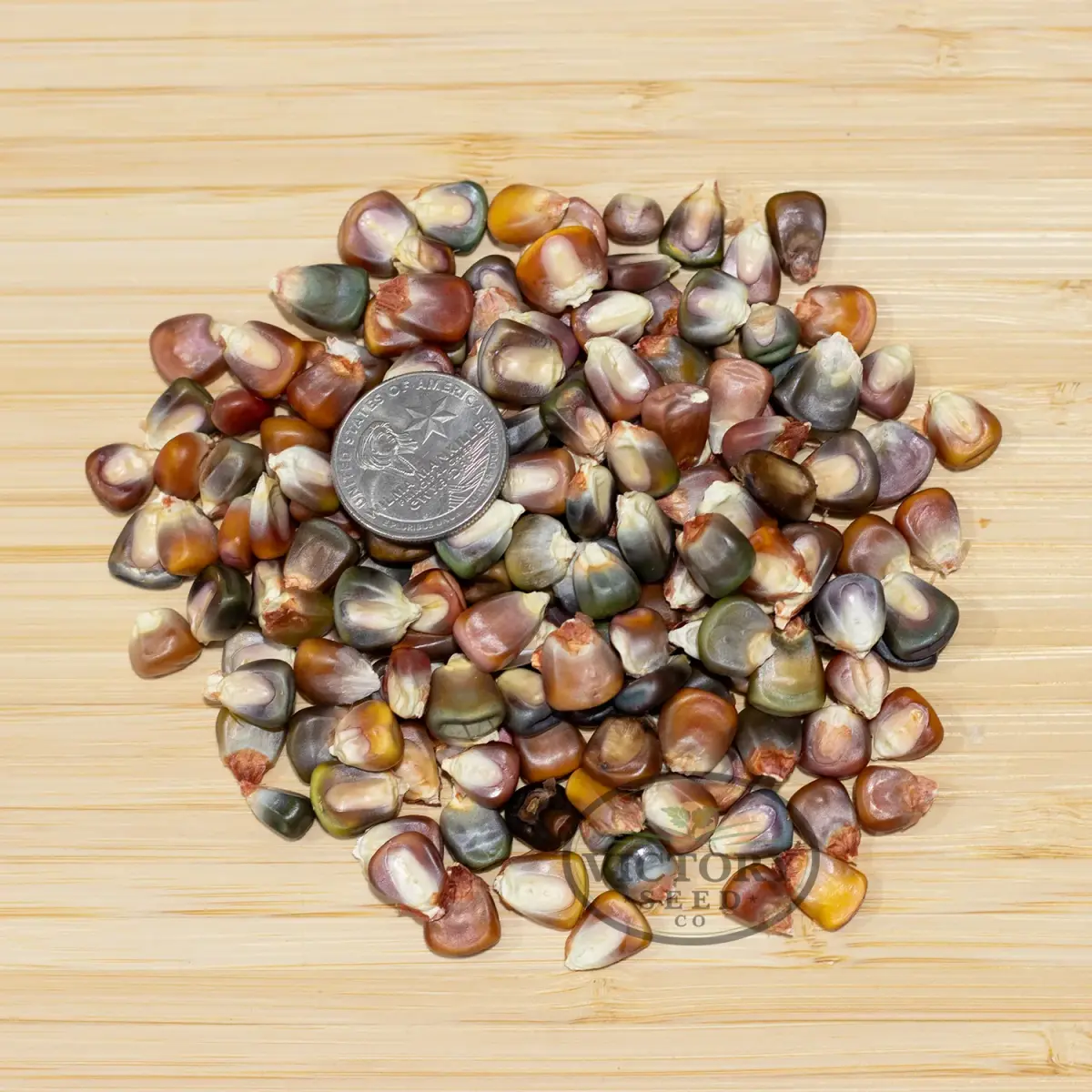 Earth Tones Dent Corn