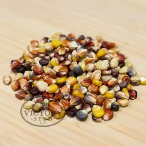 Indian Ornamental (aka Rainbow) Flour Corn