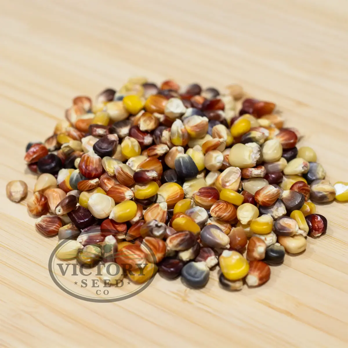 Indian Ornamental (aka Rainbow) Flour Corn