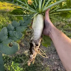 Daikon Radish
