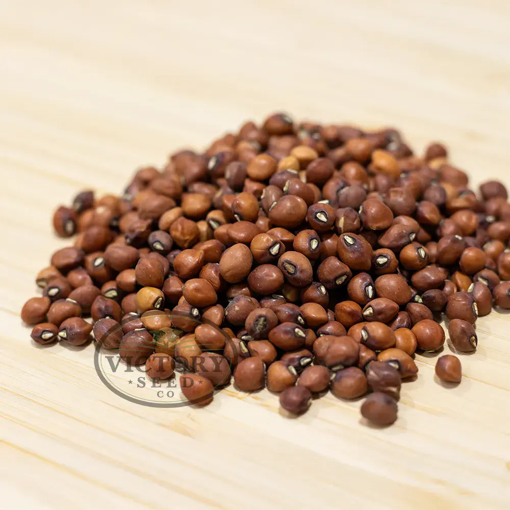 Mississippi Purple Southern Pea