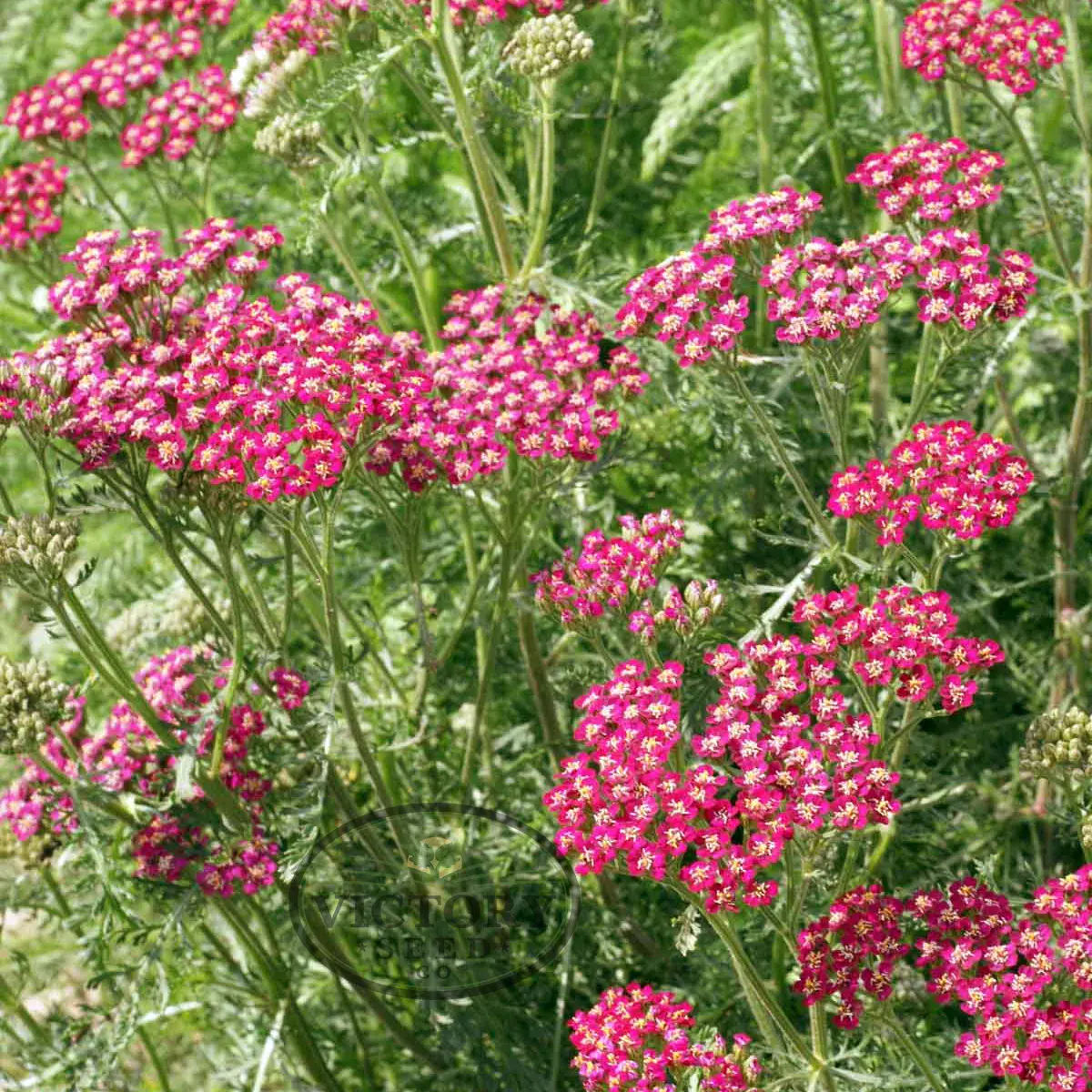 Yarrow, Red