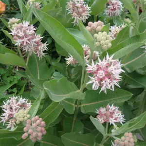 Showy Milkweed