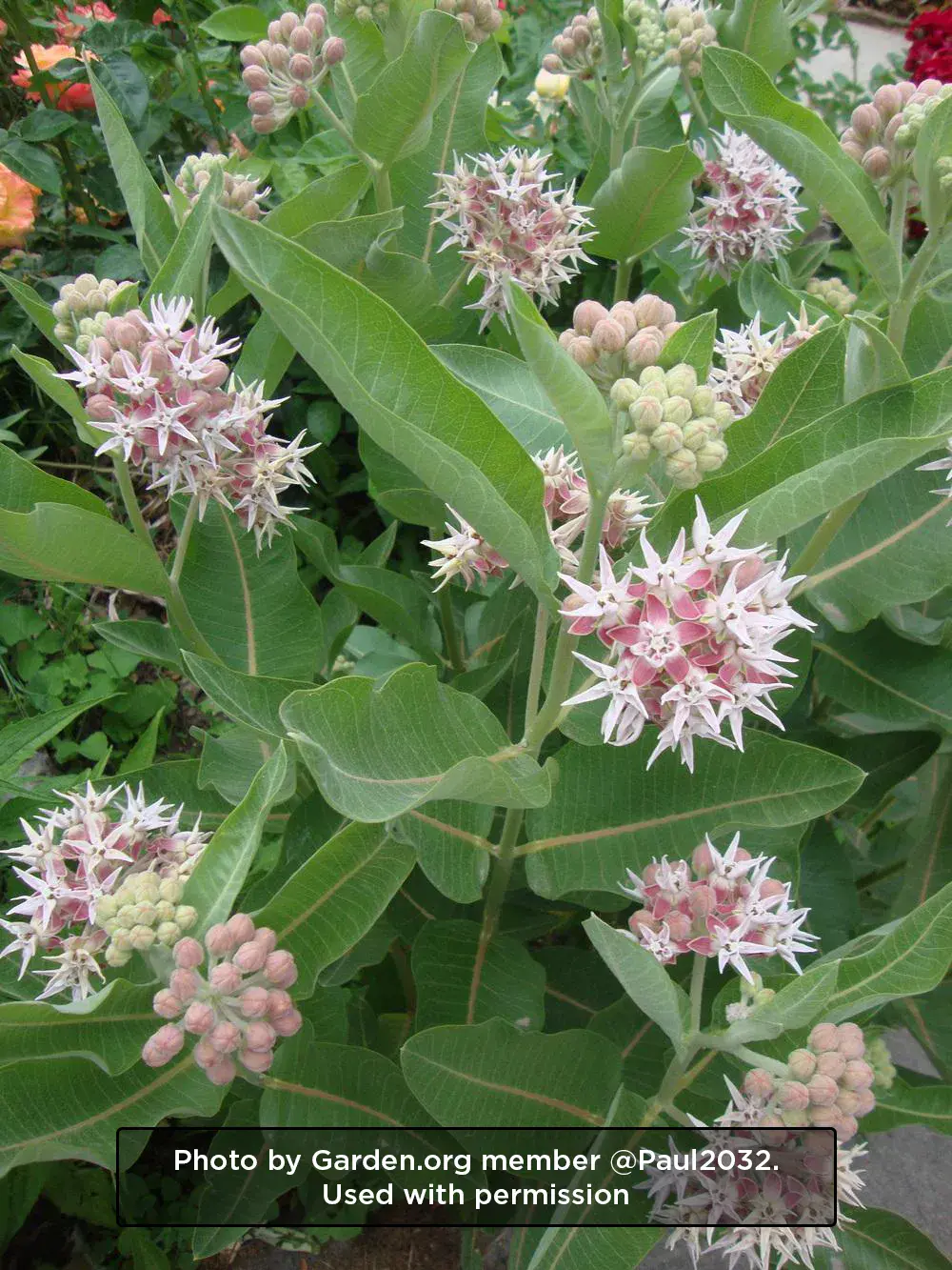 Showy Milkweed
