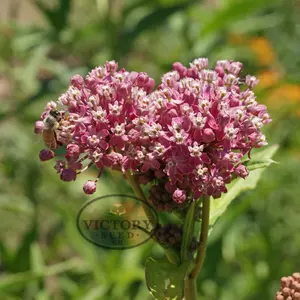 Swamp Milkweed