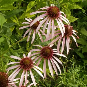 Coneflower, Pale Purple