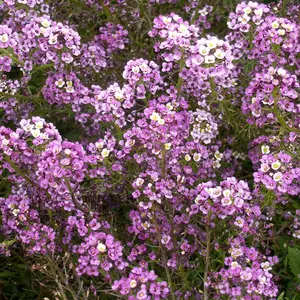 Dwarf Alyssum, Royal Carpet