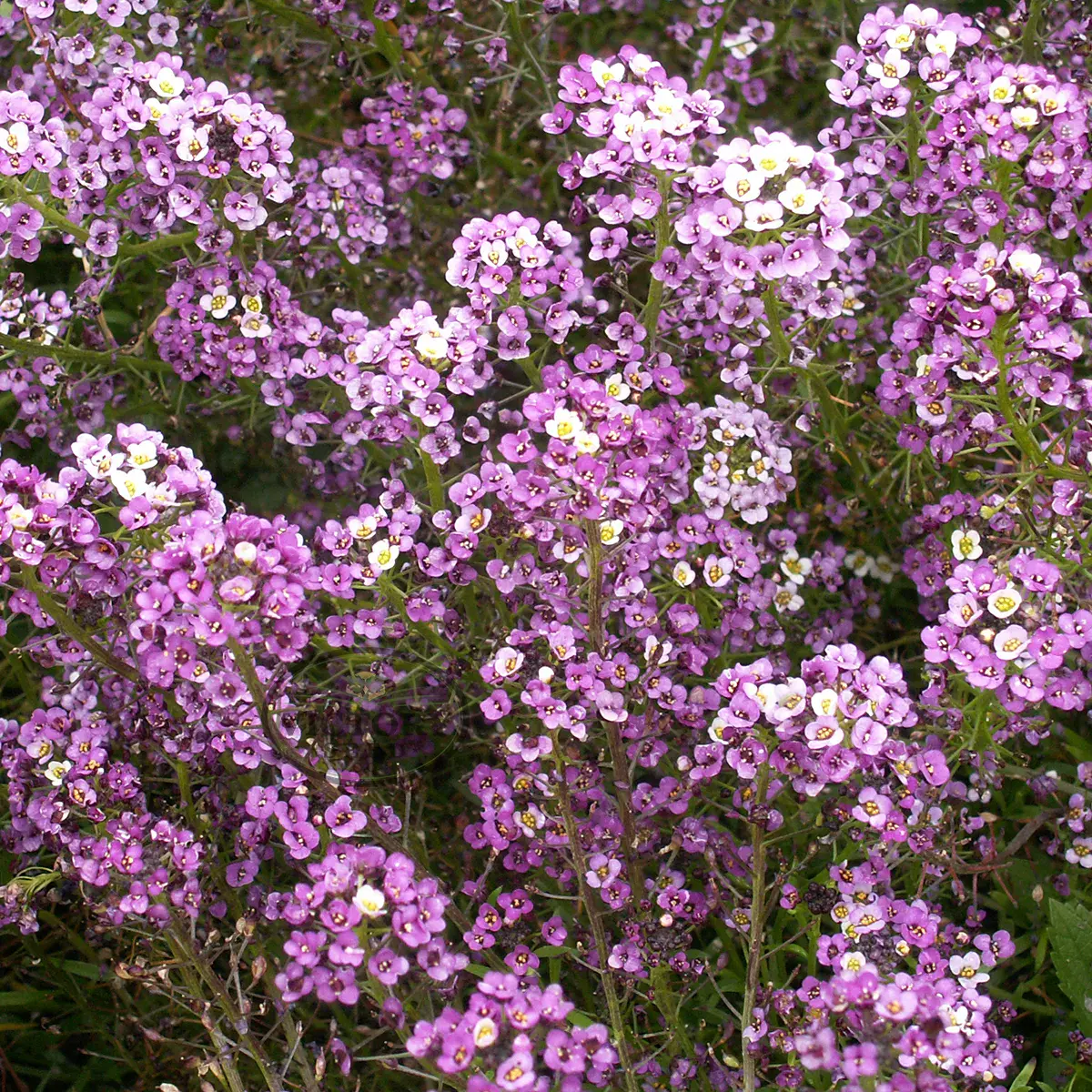 Dwarf Alyssum, Royal Carpet