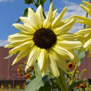 Ice Cream Sunflower