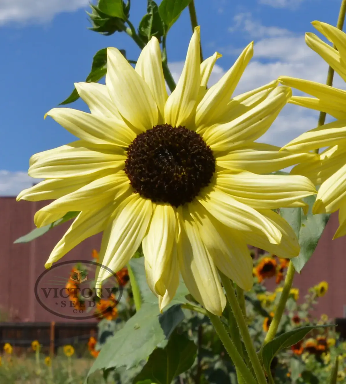 Ice Cream Sunflower