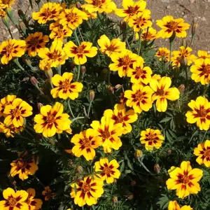 French Marigold 'Dainty Marietta'