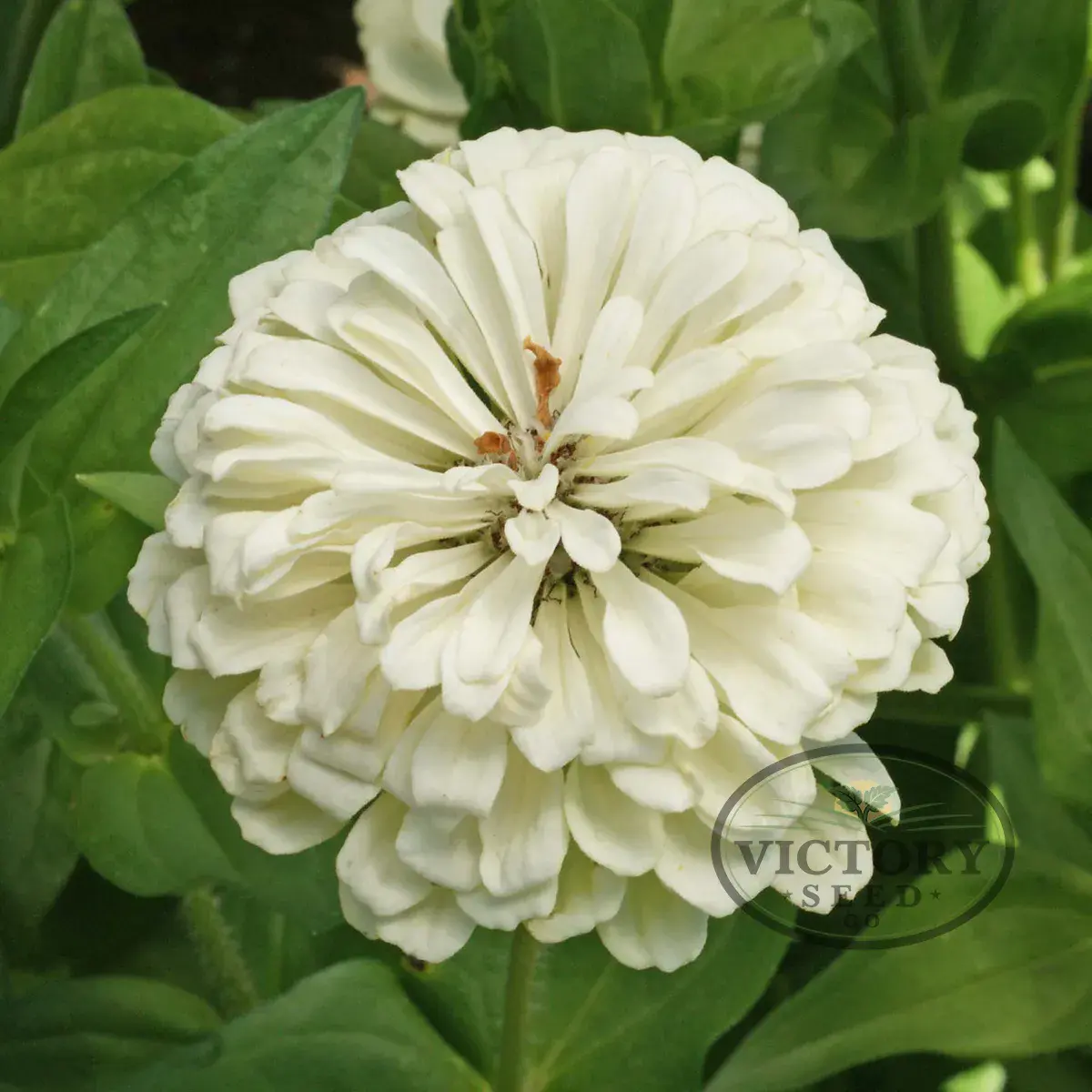 Zinnia, Polar Bear