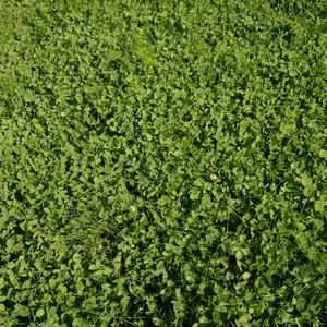 EcoEase Microclover and Fescue Lawn Mix