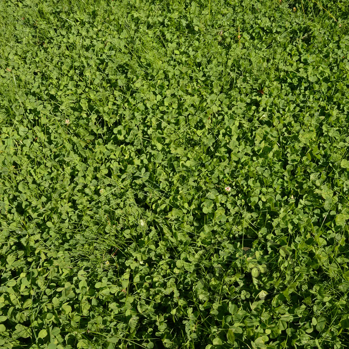 EcoEase Microclover and Fescue Lawn Mix