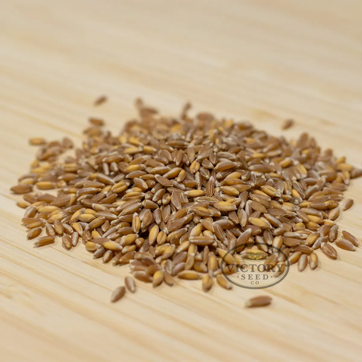 Emmer Wheat