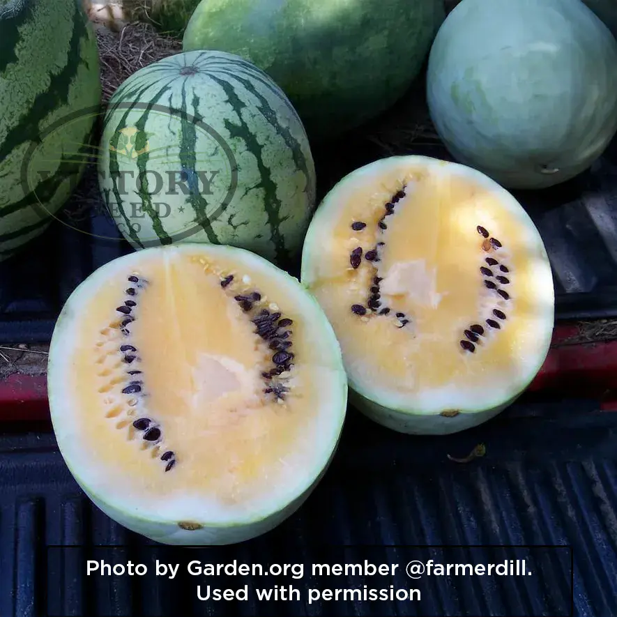 Desert King Watermelon