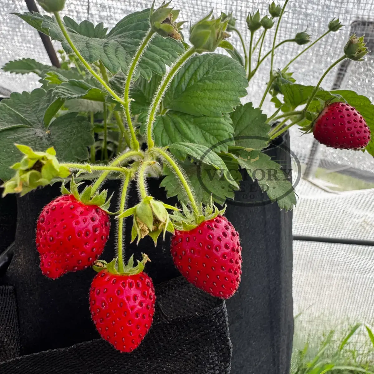 Fresca Strawberry Seeds