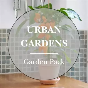 Urban Gardening Vegetable Seeds Pack