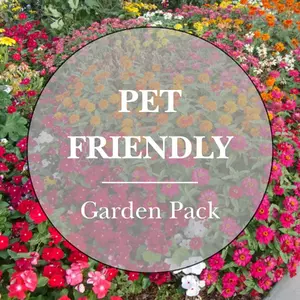 Pet-Friendly Herb and Flower Garden Pack