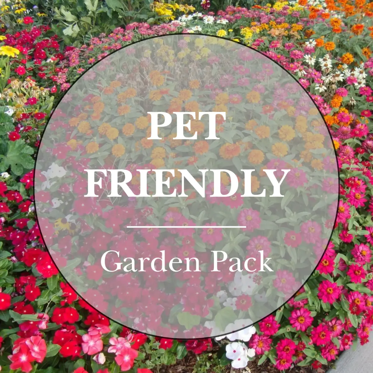 Pet-Friendly Herb and Flower Garden Pack