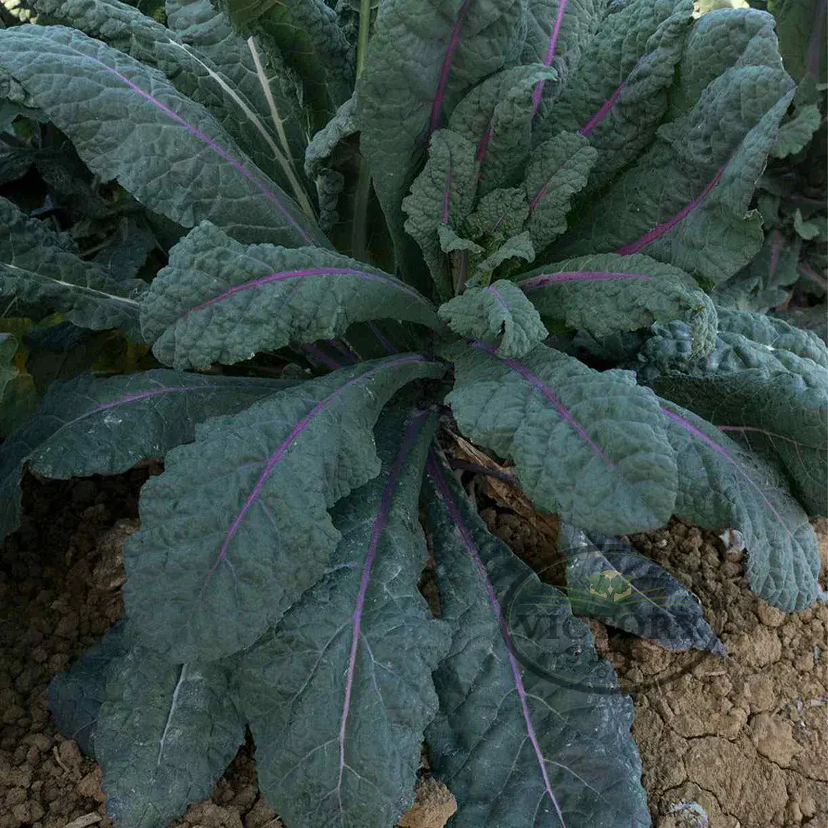 Dazzling Blue Kale