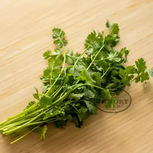 Coriander (Cilantro) - Santo
