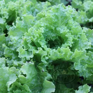 Grand Rapids Leaf Lettuce