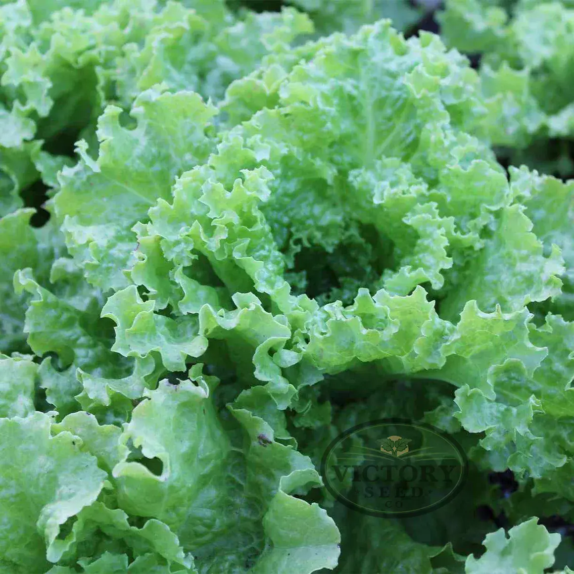 Grand Rapids Leaf Lettuce