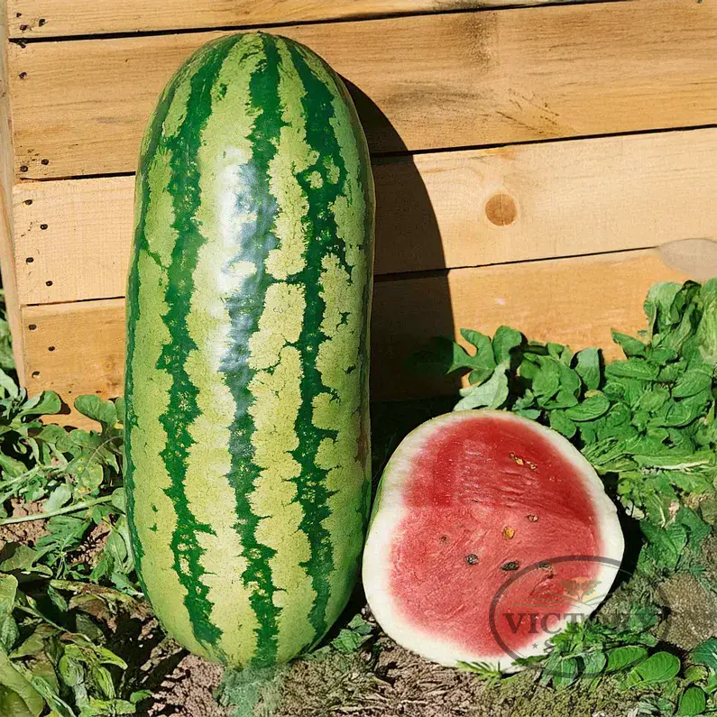 Jubilee Watermelon
