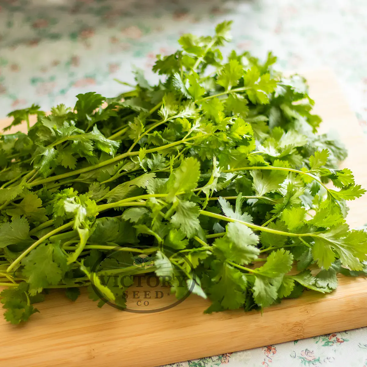 Coriander (Cilantro) - Santo