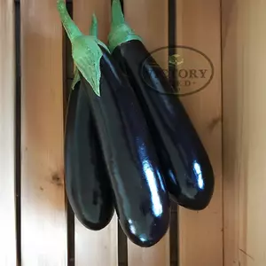Turkish Delight F1 Eggplant