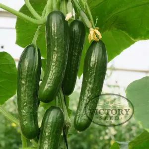 Manny F1 Cucumber