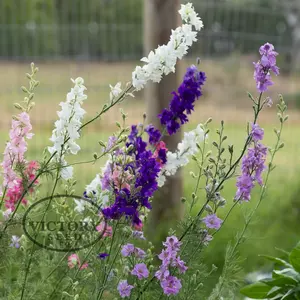 Galilee Blend Larkspur
