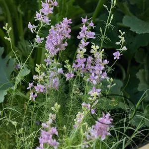 Earl Grey Larkspur