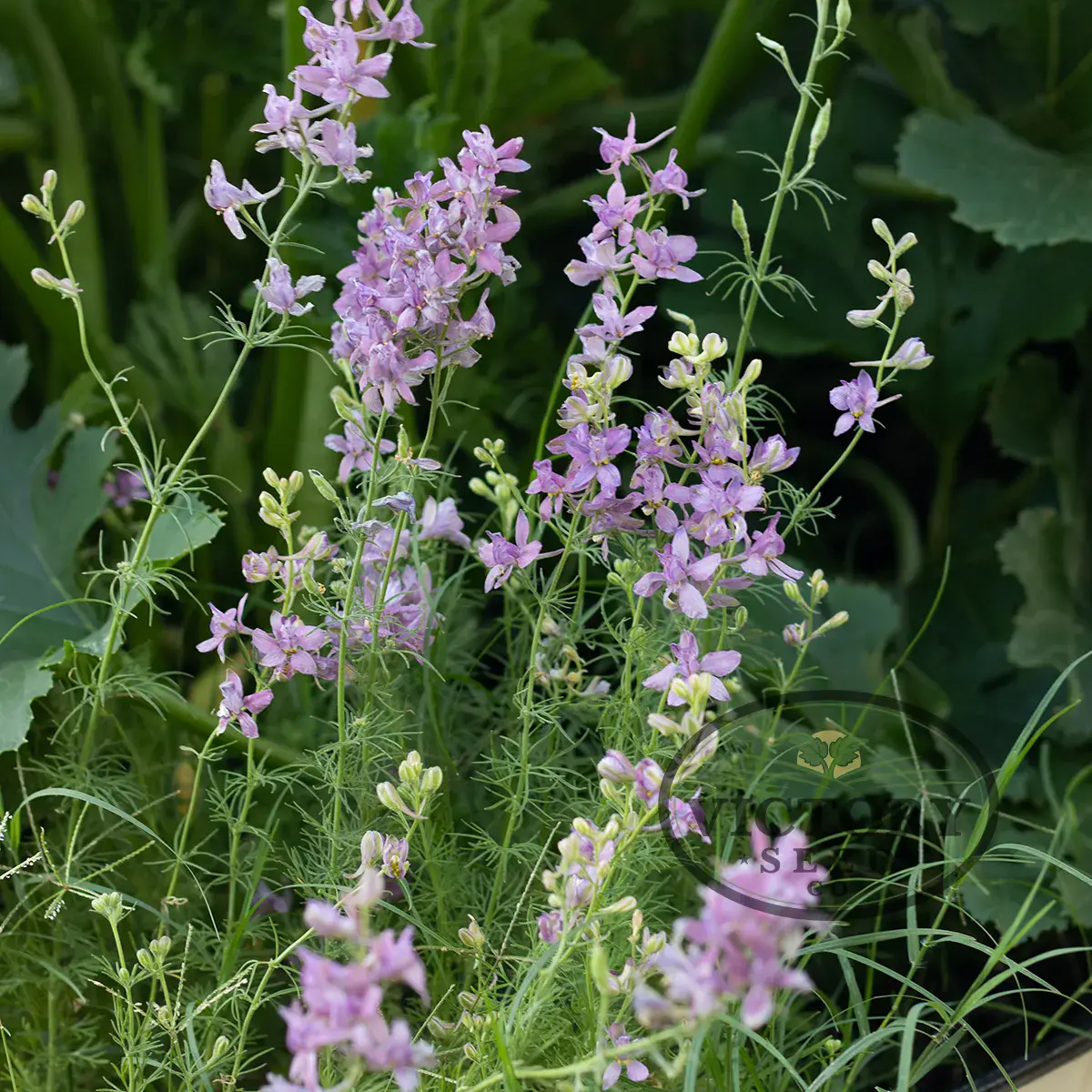 Earl Grey Larkspur