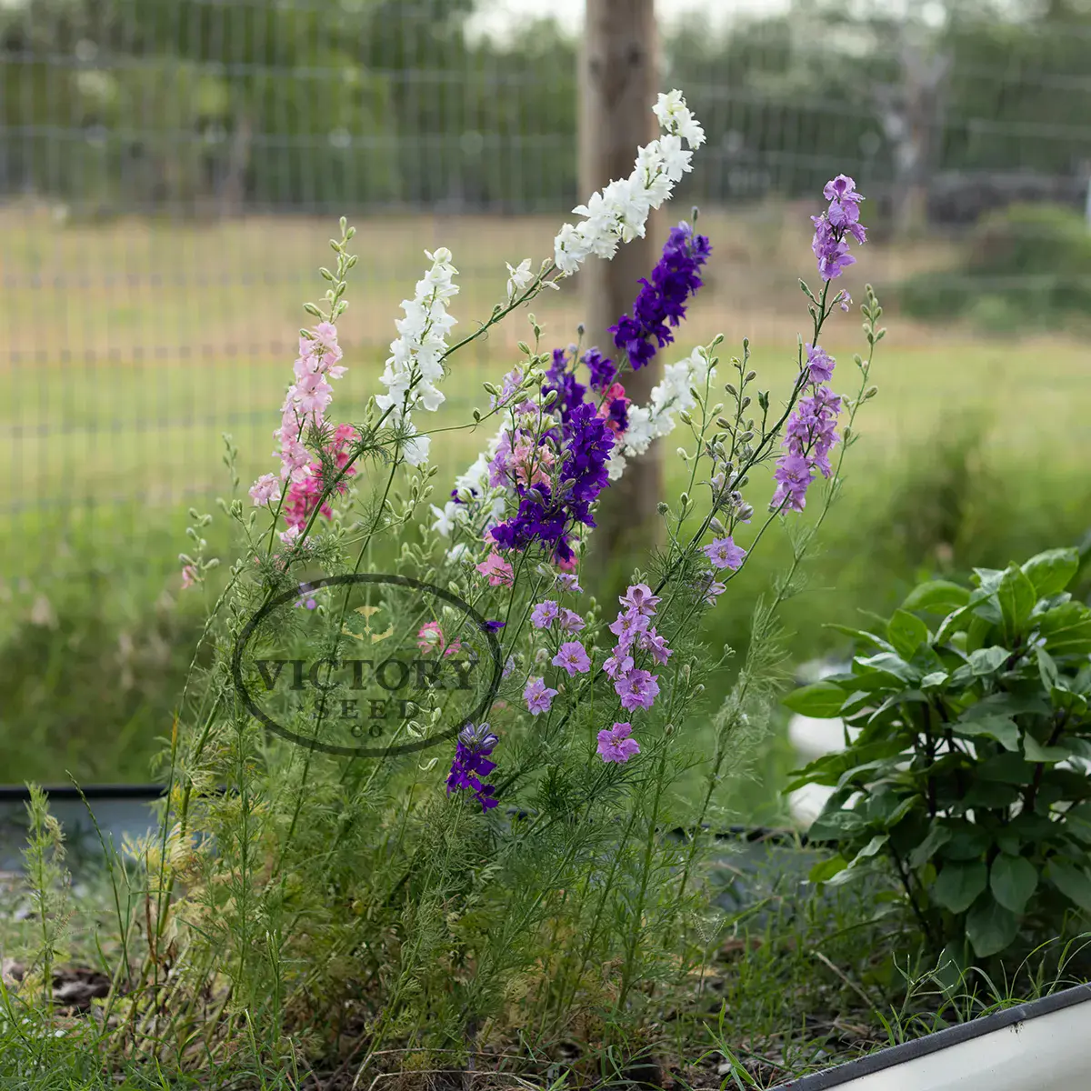 Galilee Blend Larkspur